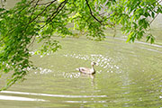 優雅に泳ぐ井の頭池のカモ