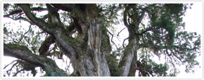 樹齢約800年の御神木