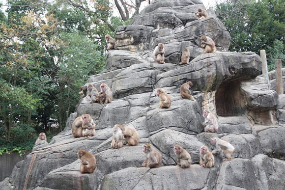 大きな猿山の色々な場所に猿たち