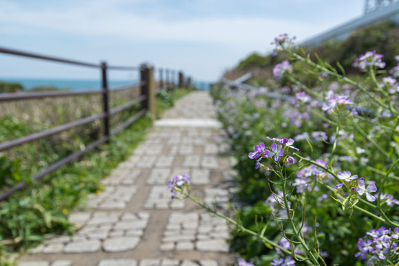 紫色の花と遊歩道