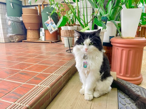 植木鉢の前に座る猫