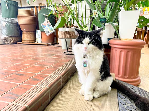 植木鉢の前で座る猫
