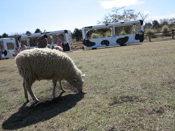 のんびり草を食べる羊