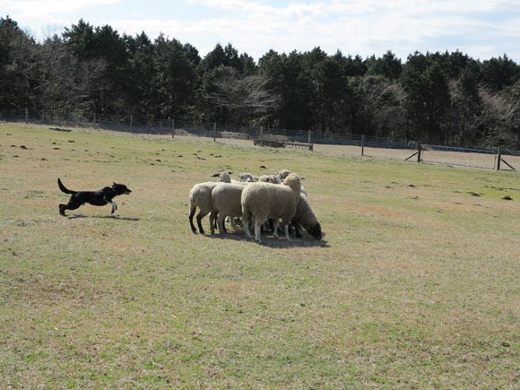 羊に向かって走る牧羊犬