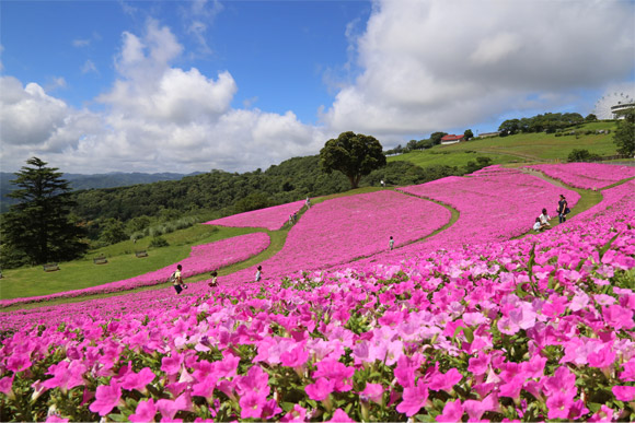 一面のピンクの花畑