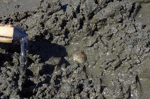 砂の中にある貝