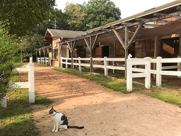 大きな厩舎と猫