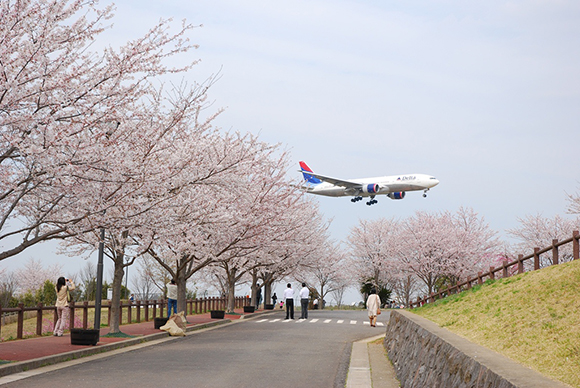満開の桜すれすれに飛ぶ機体