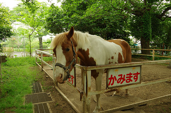 白と茶色の馬