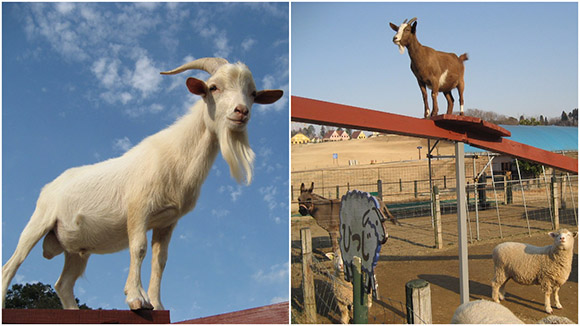 高台に佇む白いヤギと茶色いヤギ