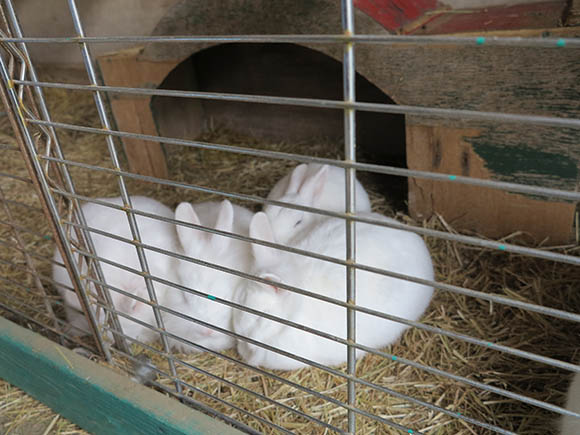 真っ白でふわふわなウサギ