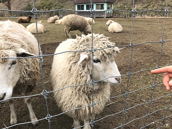 柵の側まで来てくれた羊