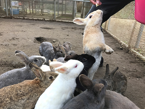 餌に群がる沢山のウサギ