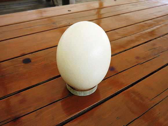 机に乗せられたダチョウの卵