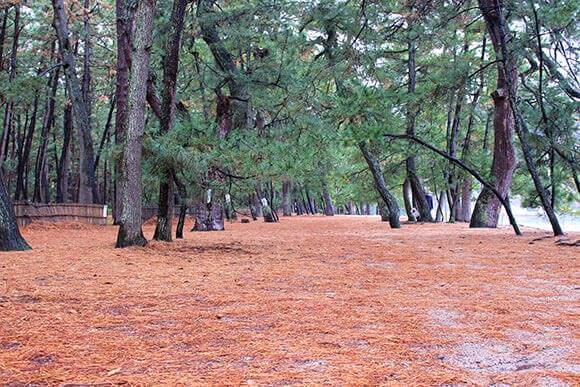 紅葉した落葉が広がる森の道