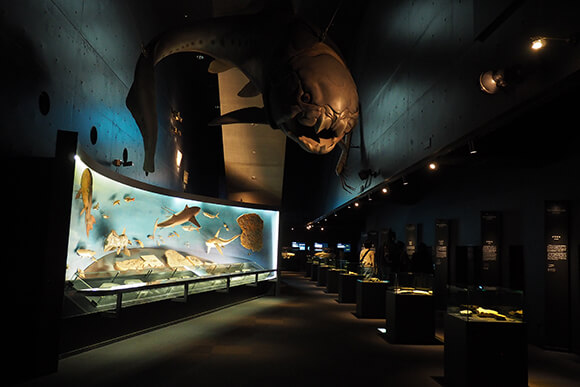 古代魚の大きな模型がある展示部屋