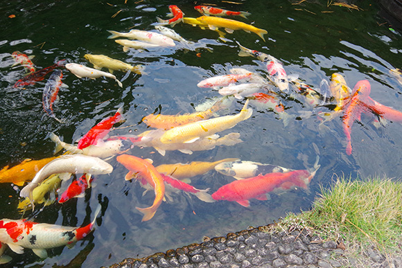 透明な池に色鮮やかな沢山の鯉