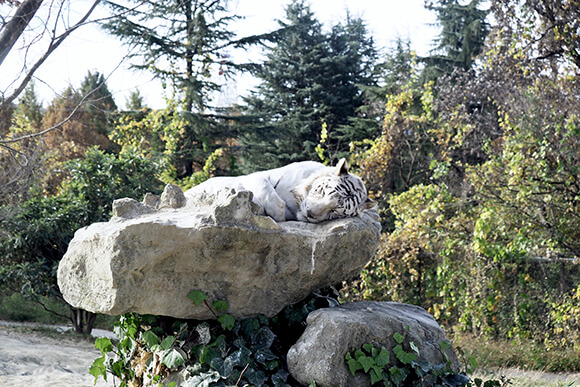 岩の上で眠るホワイトタイガー