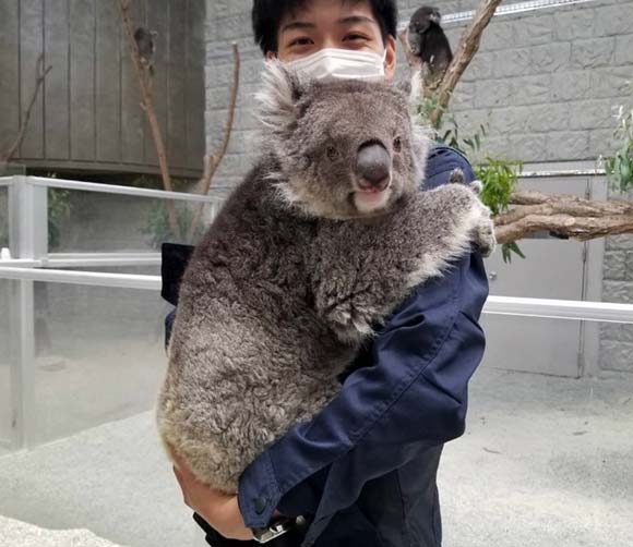 飼育員さんに抱っこされるコアラ