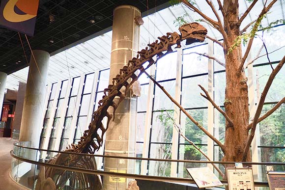 首の長い恐竜の骨格化石