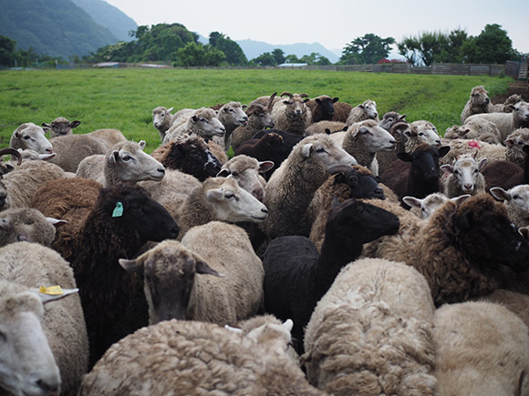 草原で身を寄せ合う大量の羊