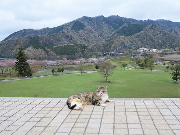 山と広い草原を背景にタイル上で休む猫