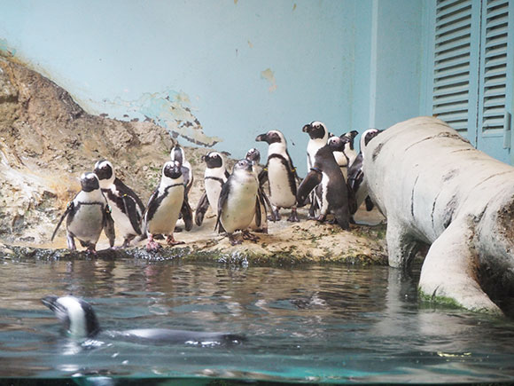 一か所に集まるペンギン
