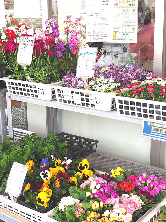 販売されている鉢の花々