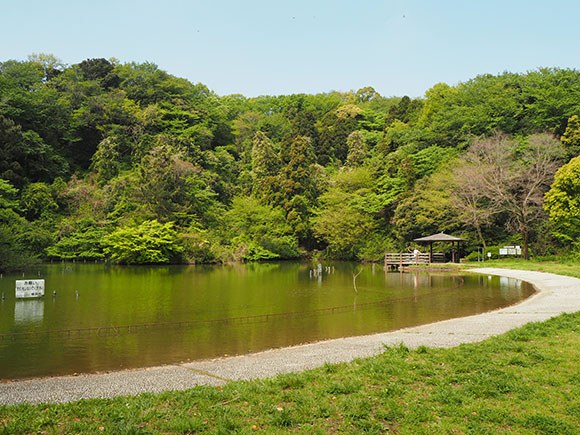 緑豊かな広い池