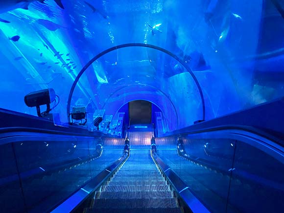 トンネル型の青い水槽