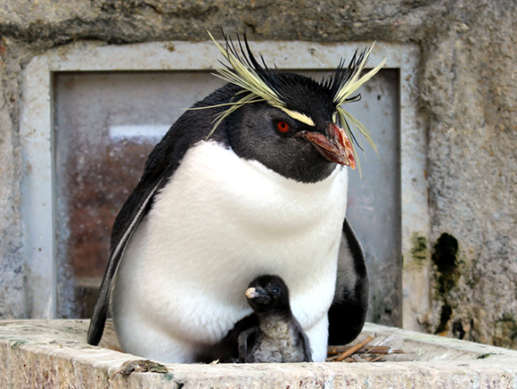 赤ちゃんを抱えるペンギン