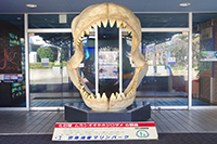 サメの口の模型