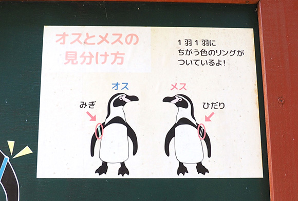 ペンギンの見分け方看板