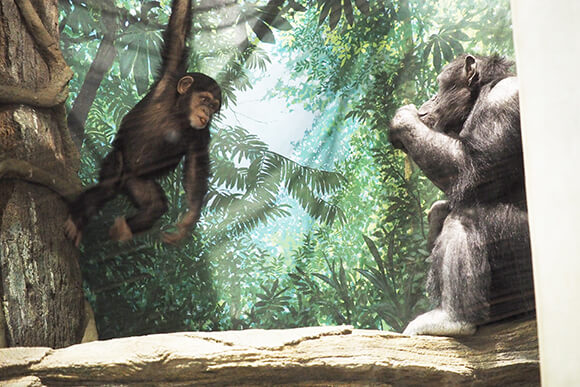 枝にぶら下がって大人の猿を見つめる小猿
