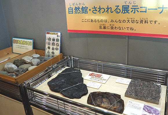 化石などを触れる展示コーナー