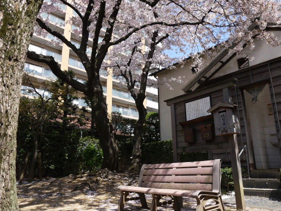 桜の下のおせん茶屋公園ベンチ