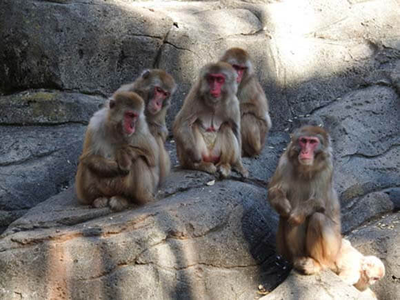 岩の上にいる5匹の猿