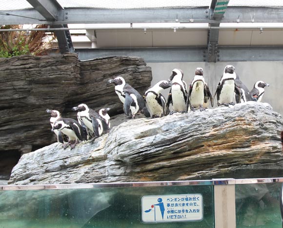 岩の上に勢ぞろいのペンギン