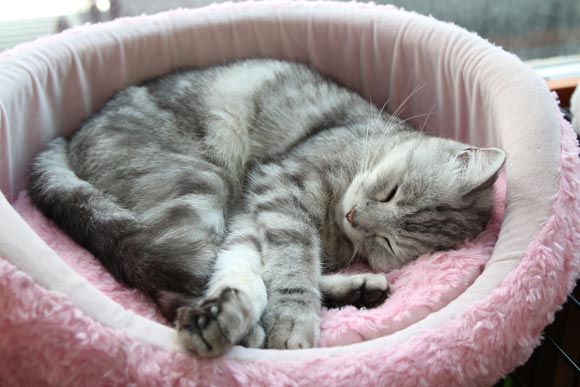 ベッドで眠る薄グレーの猫