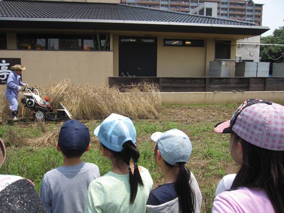 小麦を刈る作業員と見学する子どもたち
