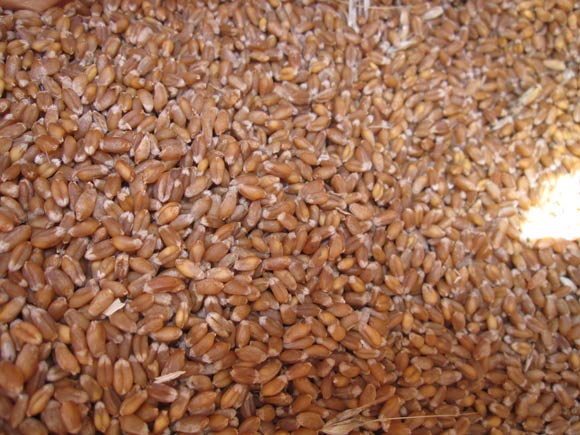 脱穀された小麦の粒