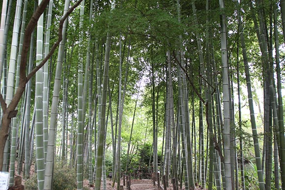 生い茂る竹林