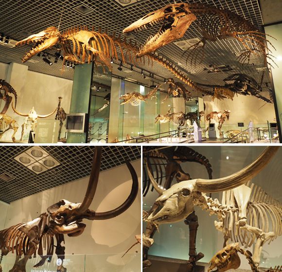 巨大な骨格標本たち