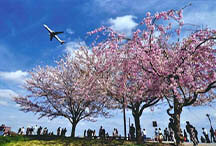空の駅 さくら館