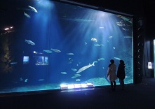 サケのふるさと千歳水族館