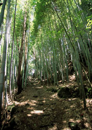 竹林が続く峠道