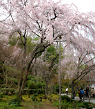早咲きの枝垂れ桜は満開です！