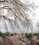 桜に包まれた美しい天龍寺
