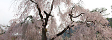 嵐山公園の桜。夜間はライトアップされるそうです