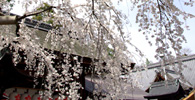 日本の春ですね